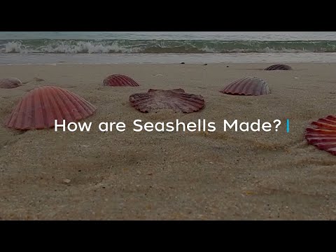 How are Seashells