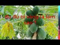 Nguyên nhân và cách trị bệnh vàng lá trên cây đu đủ