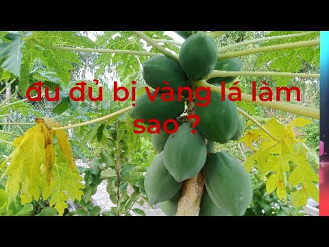 Video Nguyên nhân và cách trị bệnh vàng lá trên cây đu đủ - youtube