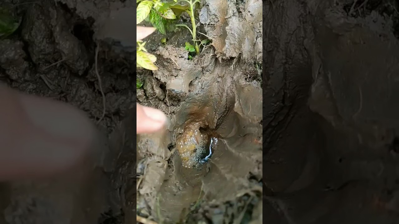 Mancing Belut Pake Umpan Cacing 😱LANGSUNG STRIKE 