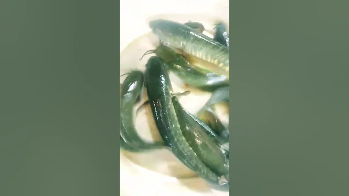 Fishing catching video 🐟 Fishing videos 🎣 Best fishing #shorts #youtubeshorts #youtube #fishing