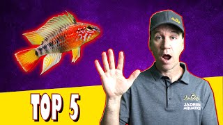 Top 5 Cichlids for Small Aquariums
