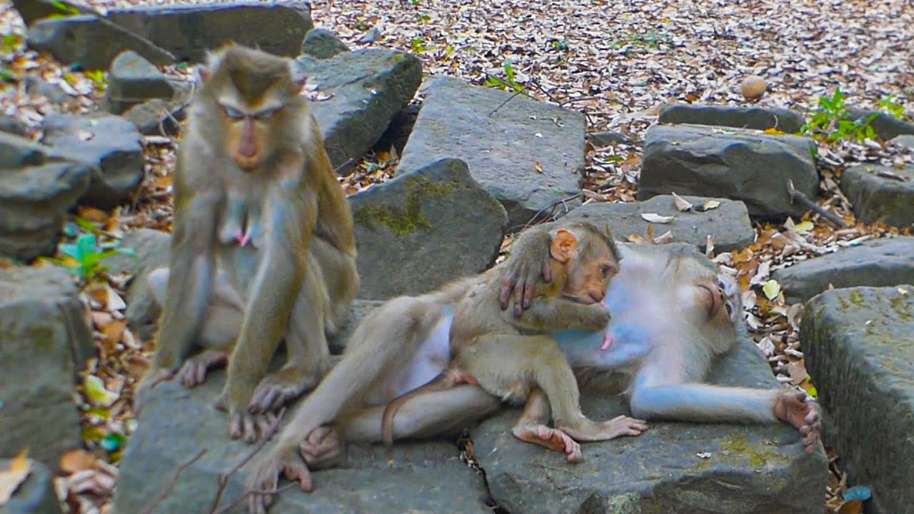 Lynx wants to know if Auntie Linda's milk is like his mother's milk | Libby & Linda groom Luna