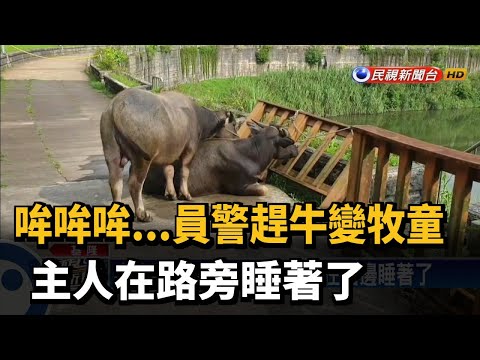 員警變牧牛童！「哞哞叫」拿指揮棒趕牛－民視新聞