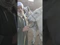 Donkey Prices In The Biban Market Kom Hamada Beheira 