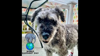 World Elephant Day 2021!!