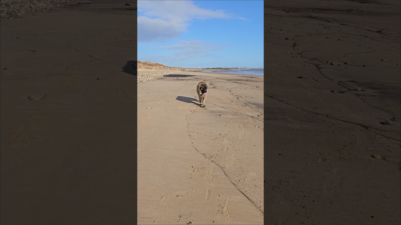SO HAPPY BEING A BEAUTIFUL LEONBERGER HAVING FUN ON THE BEACH #LEONBERGER #LOVE #HAPPY