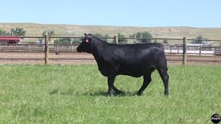 Lot 44B XL