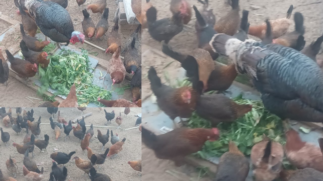 आज फ्री वेस्टेज में मुलियो के पत्ते दिए। ओर मुर्गियां बिकाऊ है सभी।