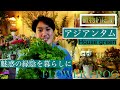 魅惑の緑陰　アジアンタム　室内で育てるおすすめの観葉植物【4K】