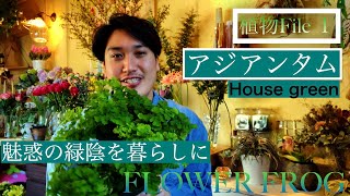 魅惑の緑陰　アジアンタム　室内で育てるおすすめの観葉植物【４K】