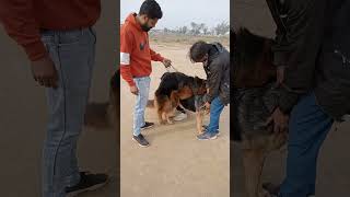 a proper mating of German shepherd      contact 9782352544