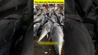 World's most expensive fish 😨 #dailyfacts #mustwatch #crazyfacts #wowfacts