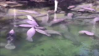 Manatee aggregation with nuzzling manatees at Blue Spring