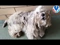 Rescue Poor Dog With 4 lbs Of Matted Fur All Over His Body Was Found Under a Bush In Terrible Shape