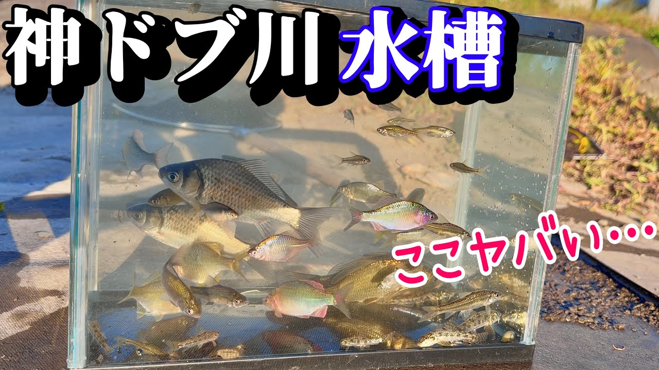ドブ川に信じられないほどの多種多様の生物が生息している…