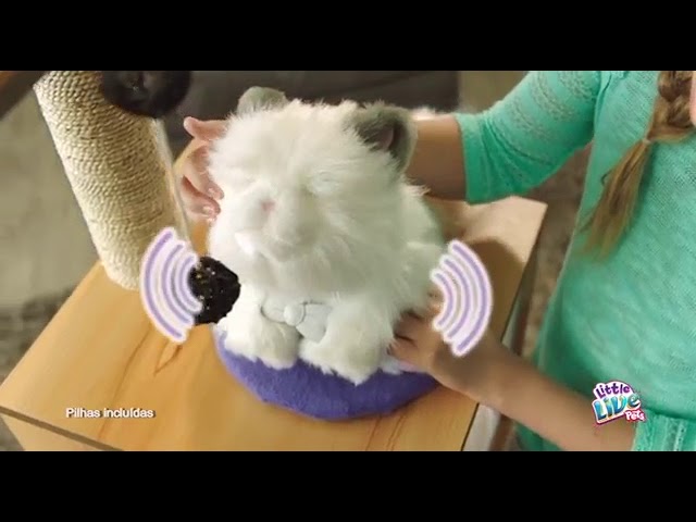 little live pets sleepy kitty