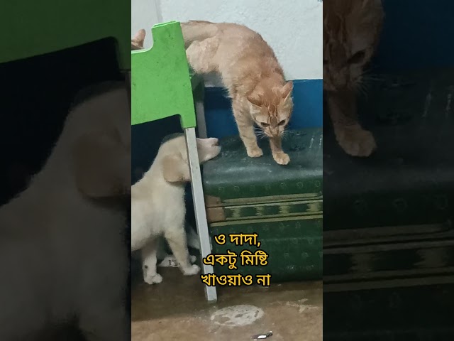 ডায়না কিন্তু কথাটা ঠিকই বলেছে ❤️ #labrador #danpitedaina #shorts #mother