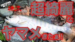 奥秩父で源流に潜む岩魚・山女に挑む!『秩父横チンの源流トラウト』ハンドメイドルアーで渓流ルアーフィッシング Trout Fishing In Japan 奥秩父で源流に潜む岩魚・山女に挑む!『秩父横チンの源流トラウト』ハンドメイドルアーで渓流ルアーフィッシング Trout Fishing In Japan