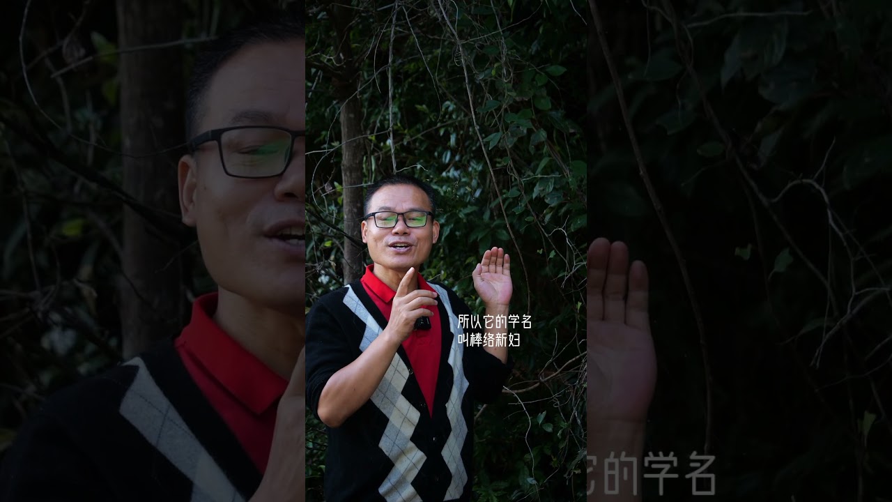 棒络新妇Neriene emphana