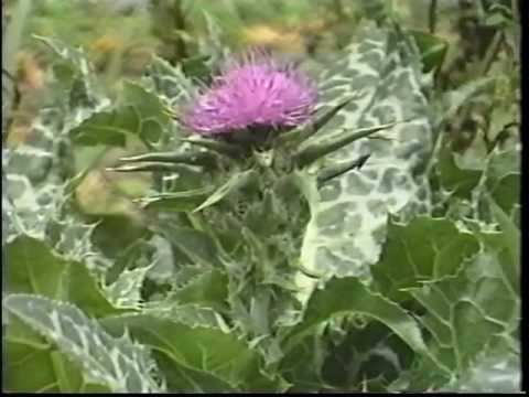 Video: Plants For Rheumatism. Part 2