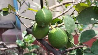 Lemon tree at my garden/Organic Farming in hindi ?????