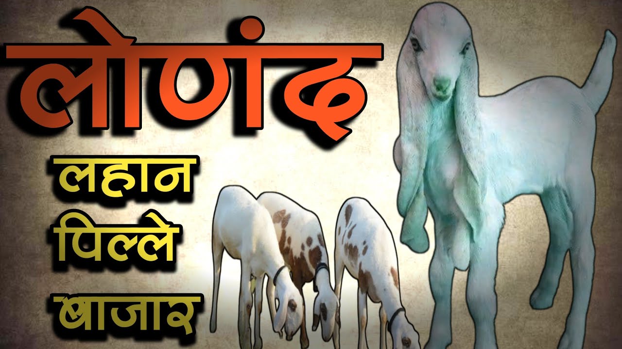| LONAND GOAT MARKET | लहान पिल्ले बाजार लोणंद | पाटी बोकड मेंढी |