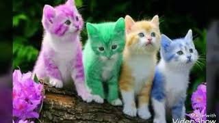 Masum Bakışlı Kedi Slayt-İntrosuz