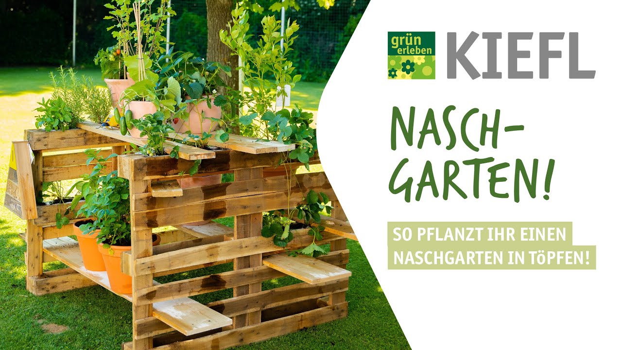 Beerengarten Ideen Naschgarten Anlegen