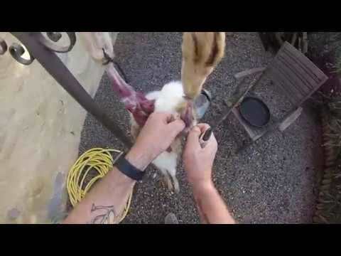 Vidéo: Comment Aveugler Un Lièvre