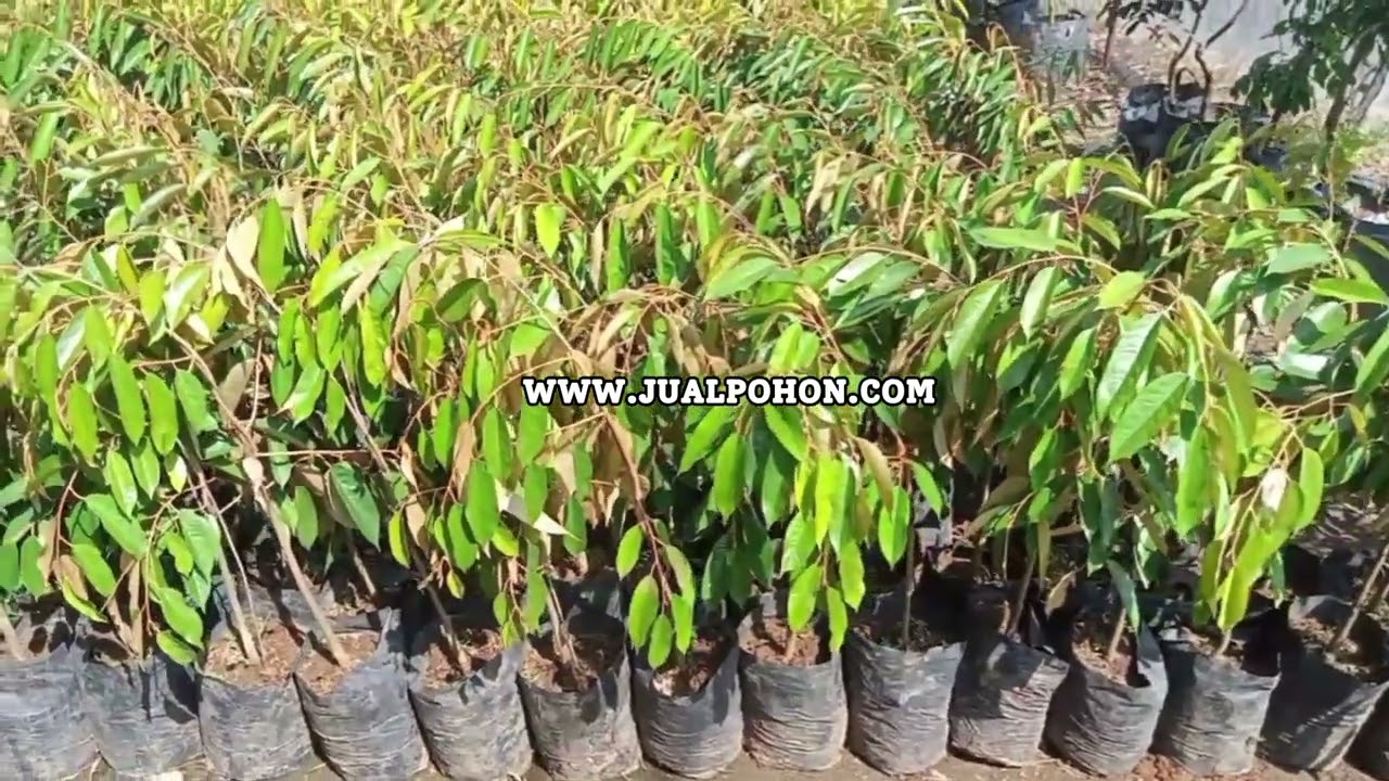 Segera Miliki Bibit Durian Gundul Asli, Berkualitas Tinggi!
