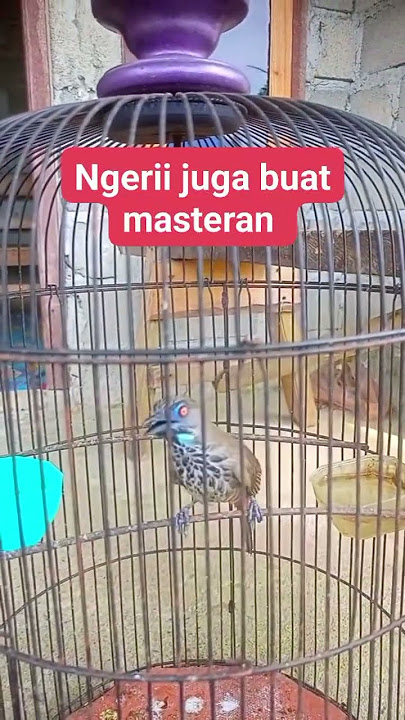 Tembakan Tepus tunggir merah betina 🔥 #tepustungirmerah #masteran_burung #kicaumania #bird #burung
