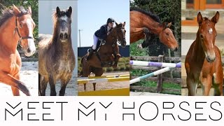 Meet My Horses!
