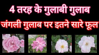587- Wild Rose Flower / 4 Types Of Pink Rose / 4 Types Of Pink Roses / Wild Rose
