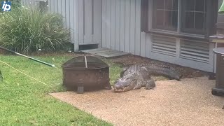 SC family sheltering at home from coronavirus gets visit from 'George the Gator'