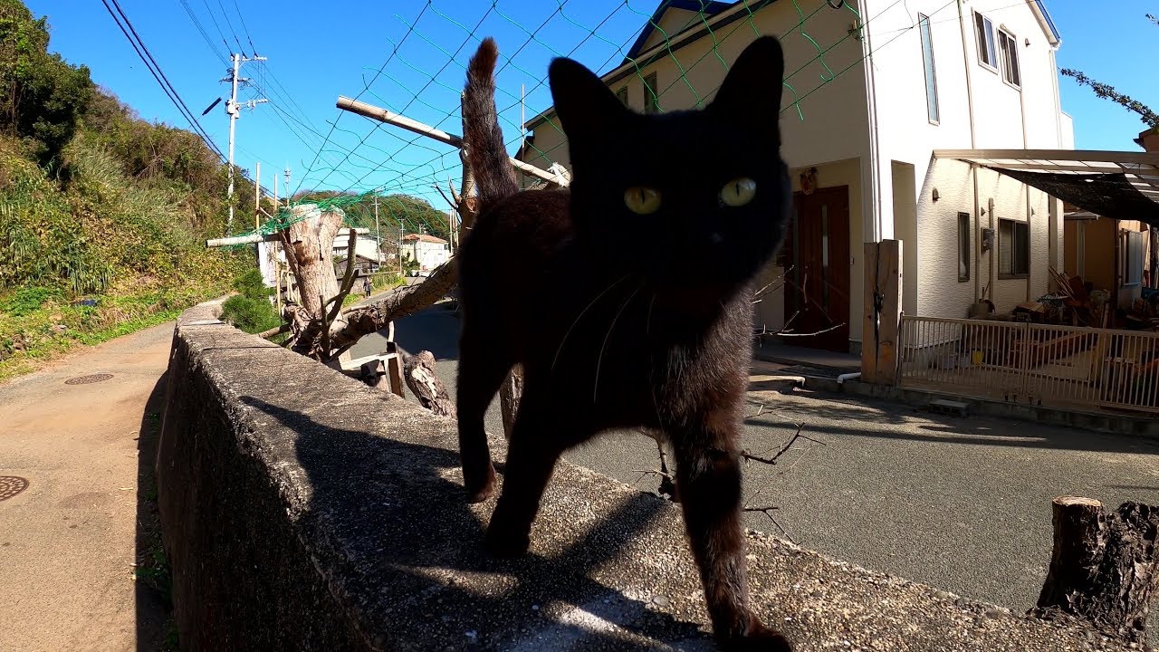 黒猫が物陰に逃げ込んだサビ猫を怖い顔で待ち伏せする Youtube