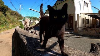 黒猫が物陰に逃げ込んだサビ猫を怖い顔で待ち伏せする