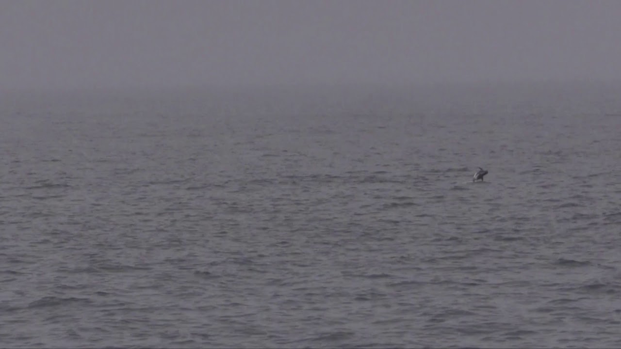 Dauphin à bec blanc (Lagenorhynchus albirostris) White-beaked Dolphin