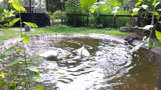 Epic Swan Bathing