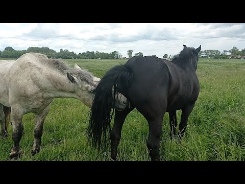 Белый жеребец справляется с табуном на отлично
