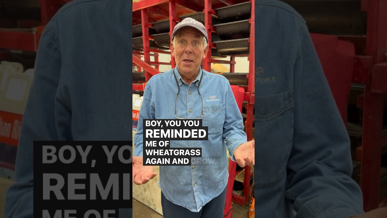 Does the wheatgrass heat up your worm bin? 