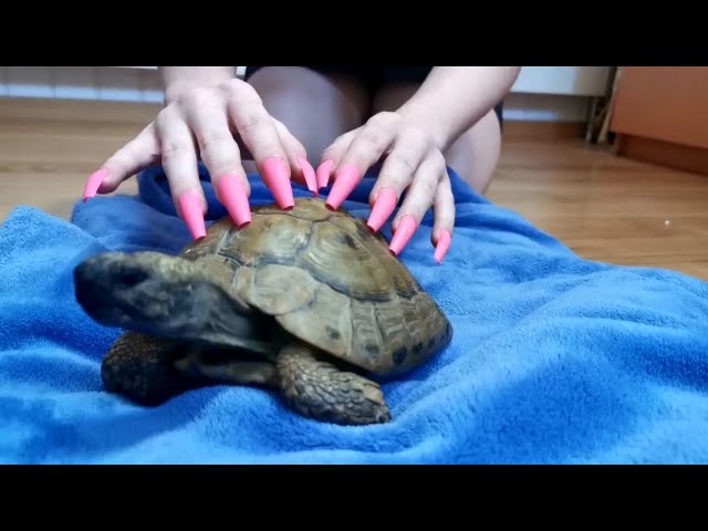 tapping and eating 🐢Show turtle ASMR