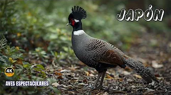 JAPÓN: Paraíso de AVES Exóticas y Hermosas | DOCUMENTAL COMPLETO