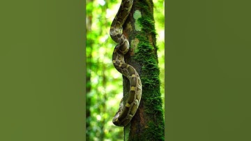 Green python climbing tree. #python #amazing #video #wildlife #reptiles