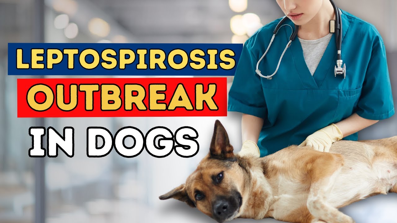 Leptospirosis Outbreak in Dogs: Should you vaccinate?