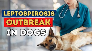 Leptospirosis Outbreak in Dogs: Should you vaccinate?