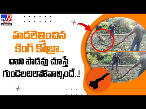 King Cobra Viral Video : హడలెత్తించిన కింగ్ కోబ్రా.. దాని పొడవు చూస్తే గుండెలదిరిపోవాల్సిందే..! TV9