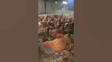 chinese raising chickens  #chickencage factory in China