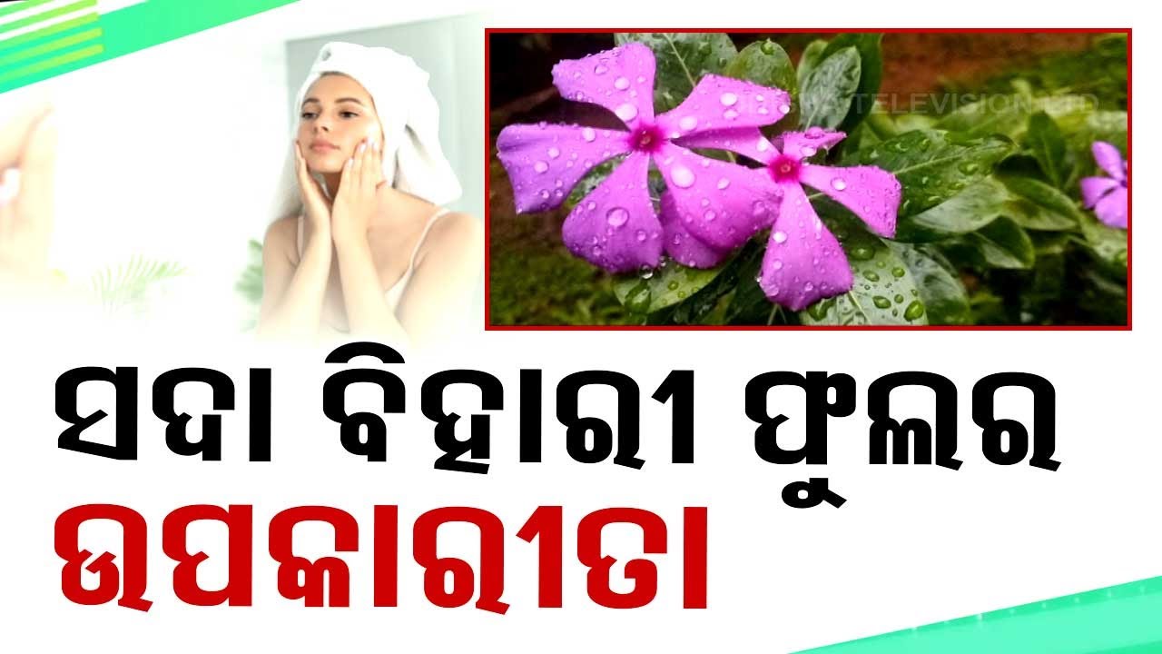 Stay Fit: Know Health Benefits of Sadabihai Flower