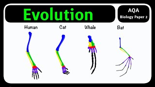GCSE Biology AQA - Evolution | Natural Selection & Adaptation Explained [2026 exams]